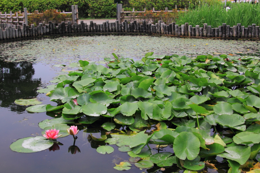 小岩菖蒲園＃３４