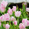 花色季節 TDS irodori#21