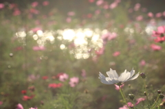 花色季節　秋色通過中　その４