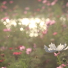花色季節　秋色通過中　その４
