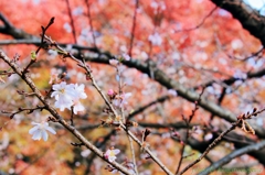 背景は紅葉