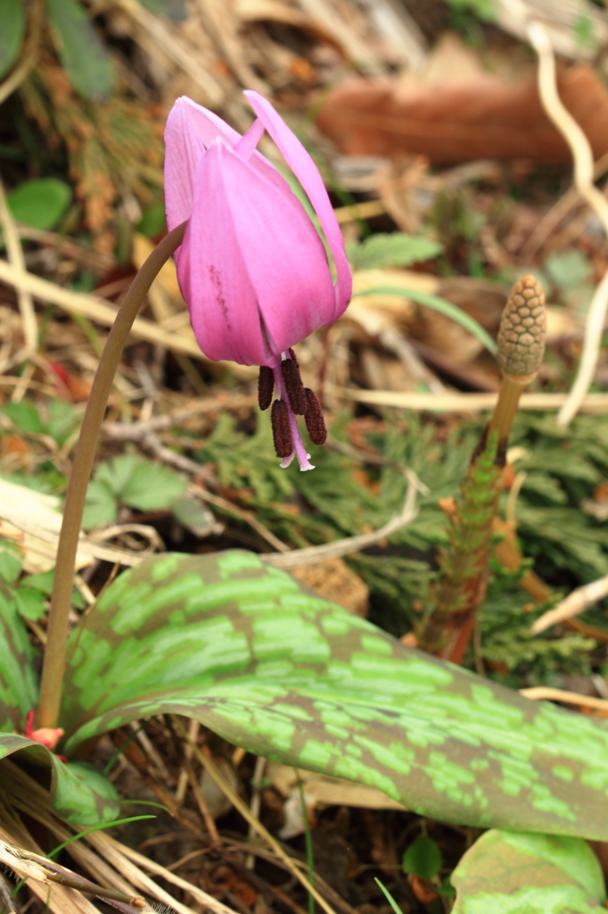 花色季節　土筆とカタクリ