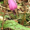 花色季節　土筆とカタクリ