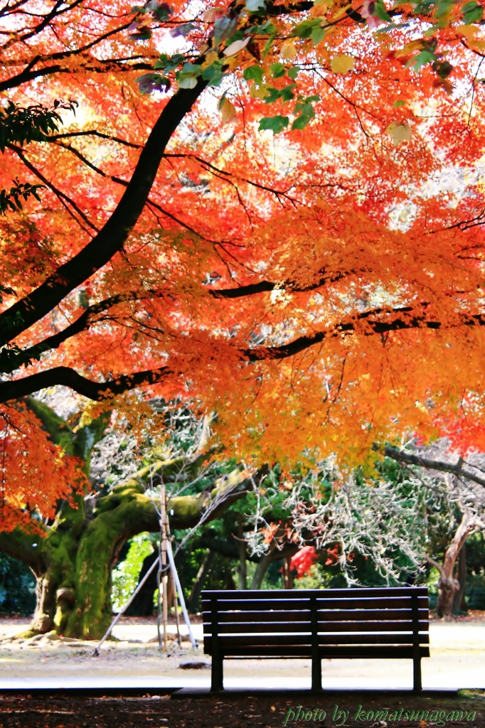 紅葉の下で・・・