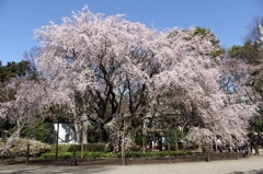 六義園枝垂れ桜