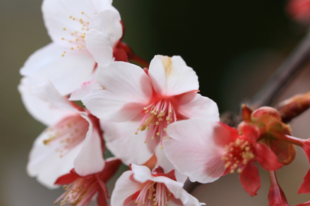 桜咲く　その１