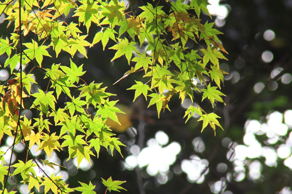 六義園にて＃39　緑