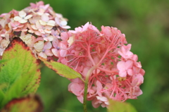 小岩菖蒲園＃９　紫陽花の裏側その２