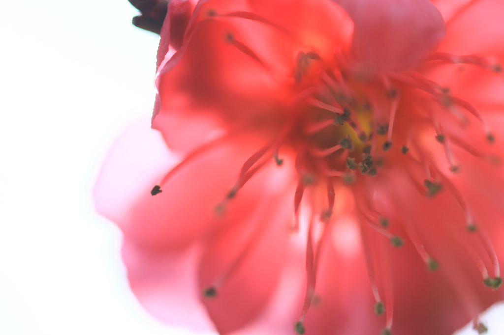 花色季節 紅梅はな