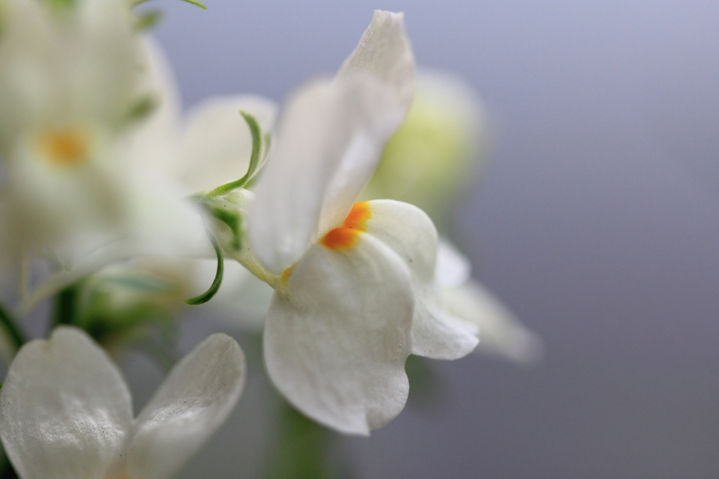 花色季節 我が家の花＃５