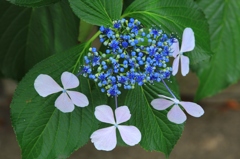 花びらがデカッ！甘茶