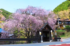 桜の下のバス停