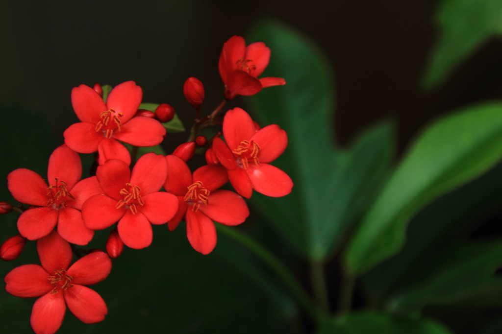 花色季節 ホコバテイキンザクラ①