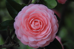 花色季節 乙女な木のはな