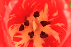 花色季節 近所の花＃3