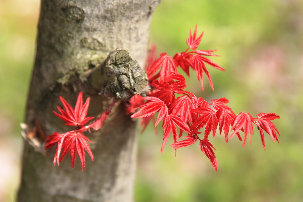 花色季節　もみじだね