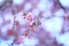 花色季節 近所の桜＃10
