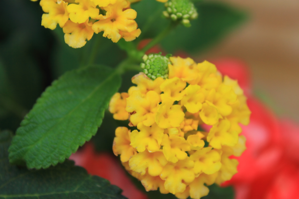 花色季節　ランタナ④