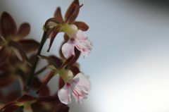 花色季節　近所の海老根＃1
