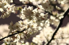 花色季節 近所の桜＃17