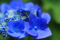 花弁を見せる