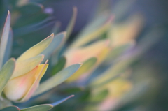 花色季節 彼らのよこ顔