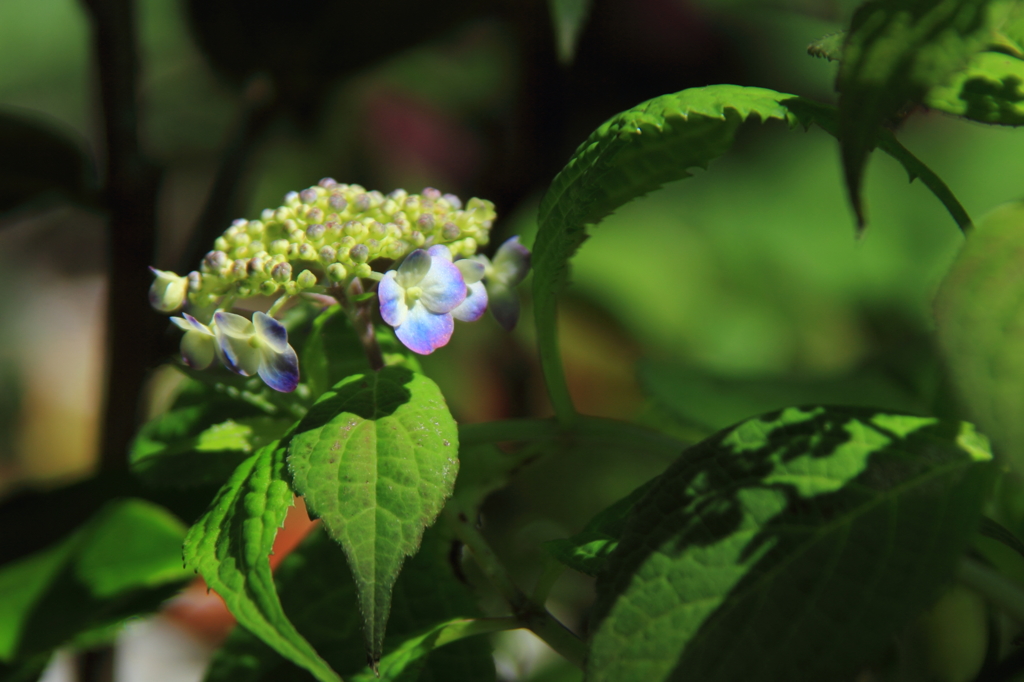 花色季節 近所の紫陽花咲きました①