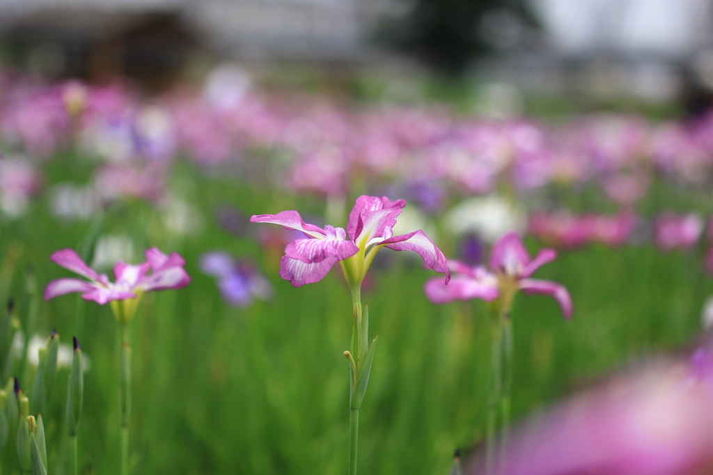 小岩菖蒲園＃６