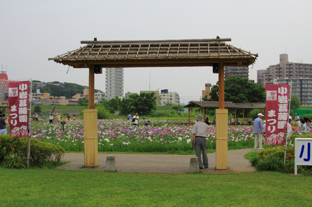小岩菖蒲園＃２