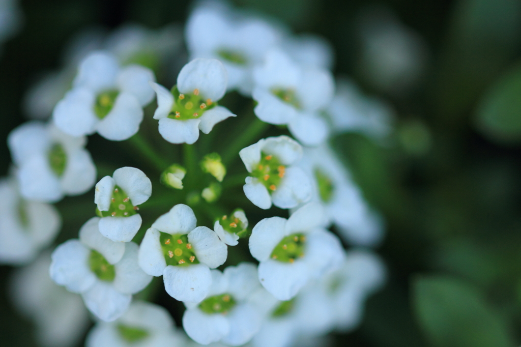 花色季節 近所の花＃23