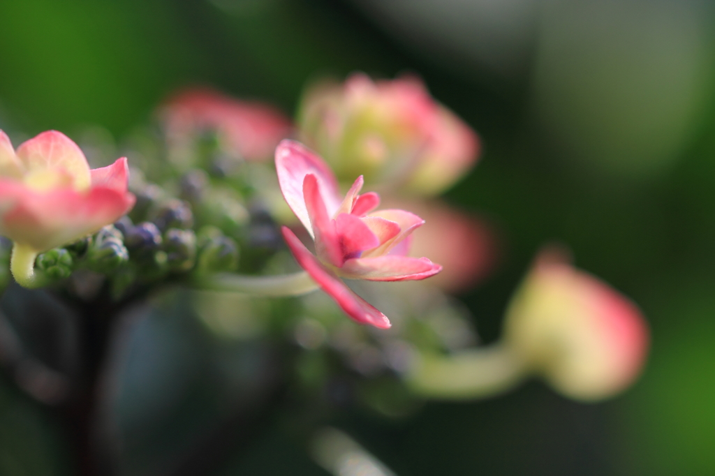 紫陽花季節　＃26