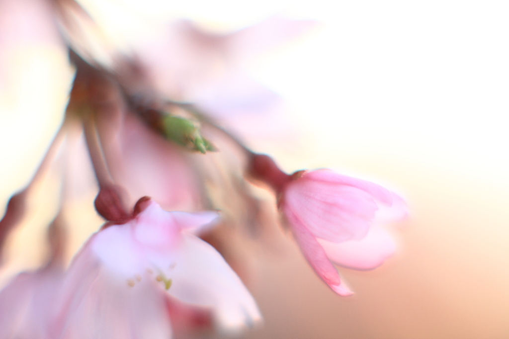 花色季節 近所の桜＃3