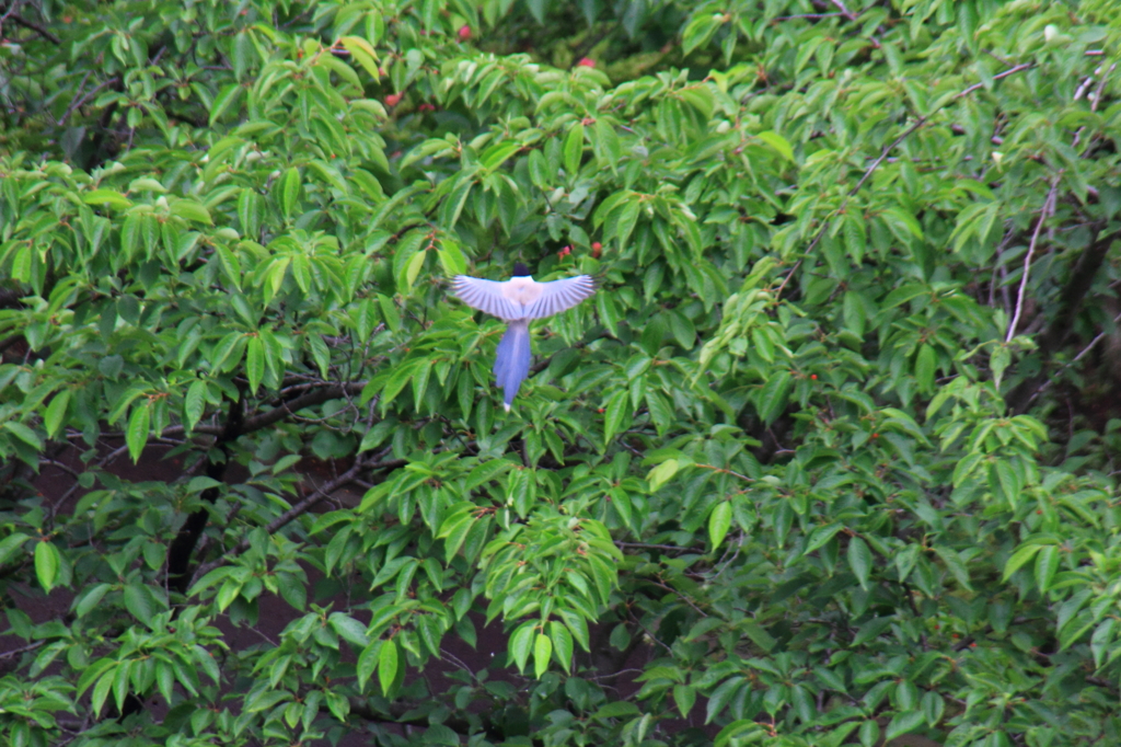 鳥を徒労　オナガ