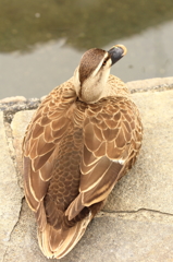 鳥を徒労　古石場親水公園のカルガモ④