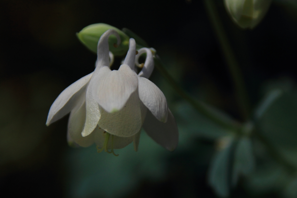 花色季節 近所のオダマキ②