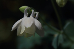 花色季節 近所のオダマキ②