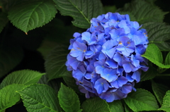 紫陽花季節　＃22