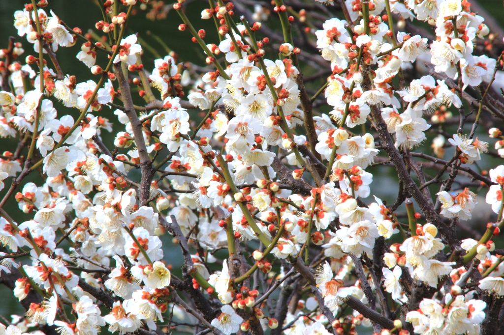 花色季節 梅だ～！