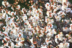 花色季節 梅だ～！