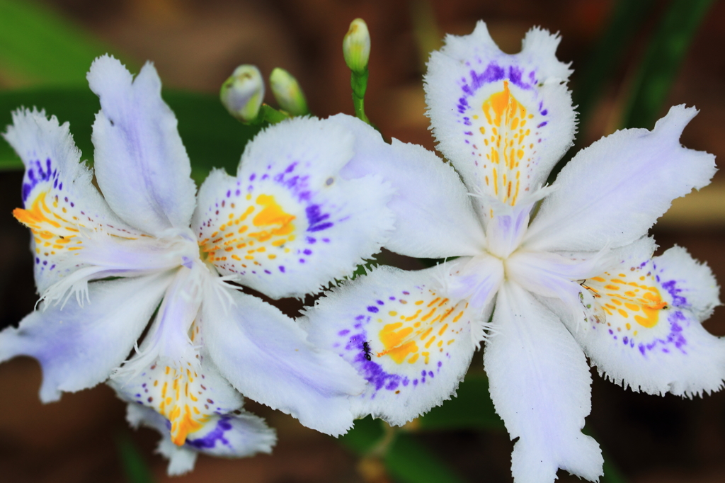 花色季節　シャガシャガ