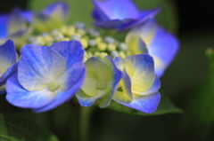 紫陽花季節　＃24