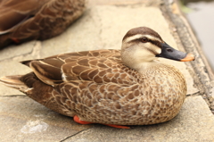 鳥を徒労　古石場親水公園のカルガモ③