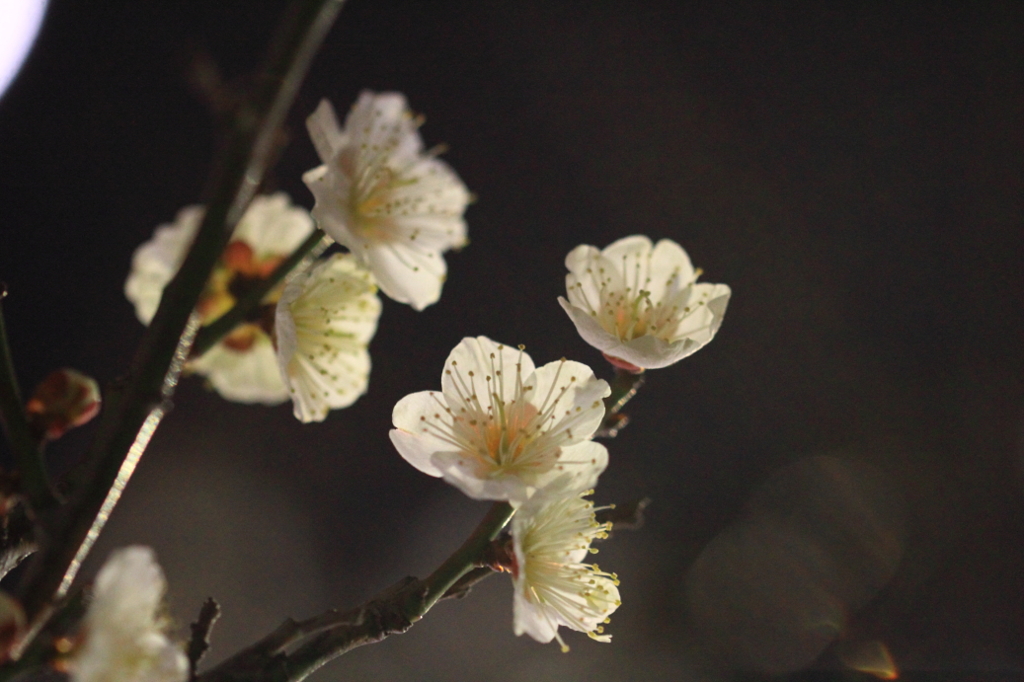 花色季節 梅・夜明かり②