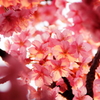 花色季節 夕方さくら＃１