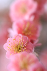 花色季節 目立ちたい