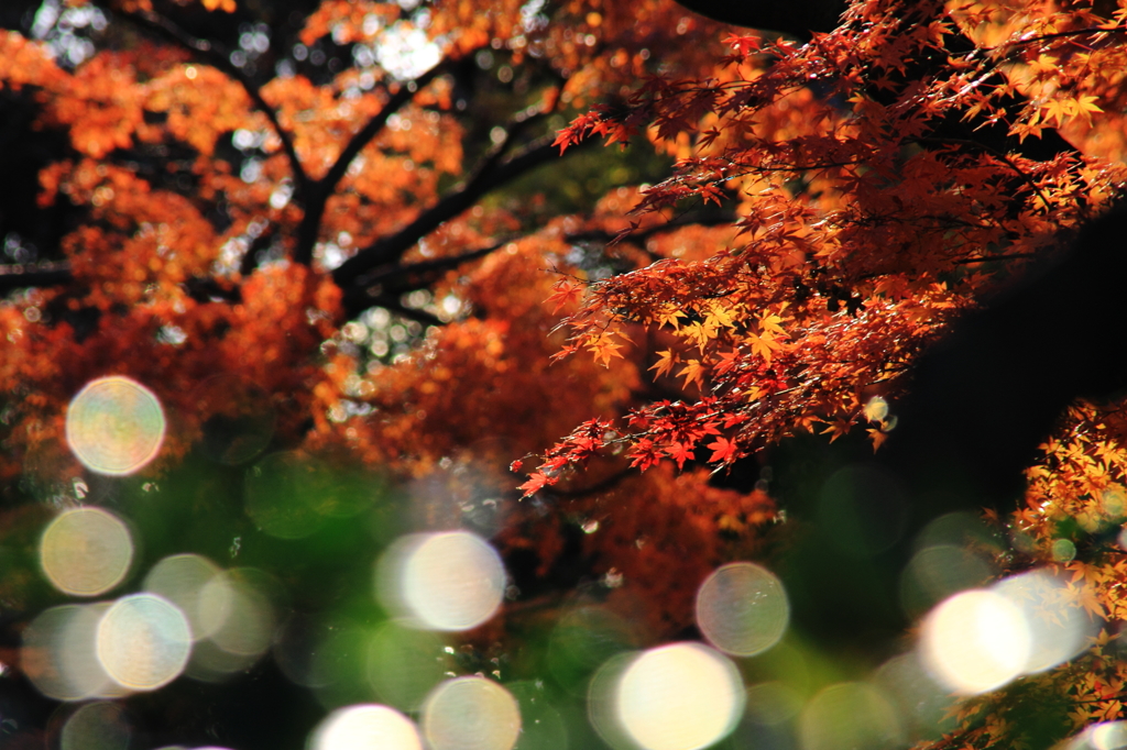 六義園にて＃7  手前に緑