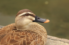 鳥を徒労　古石場親水公園のカルガモ②