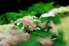 あじさいの時 2015 ＃84