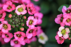 花色季節 近所の花＃22
