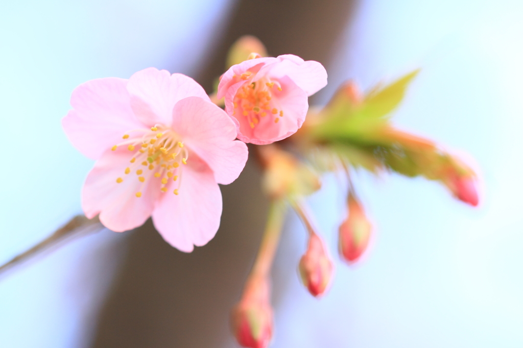 花色季節 順番に・・・